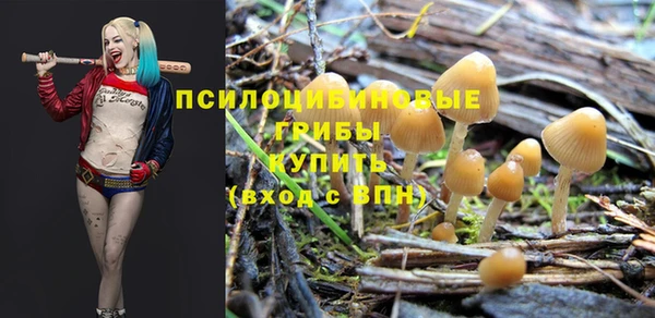 прущие грибы Богородицк